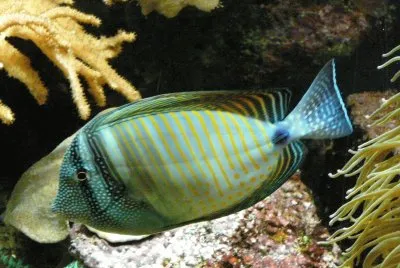 Zebrasoma