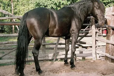 Tolfetano