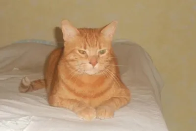 Soriano dal pelo arancione