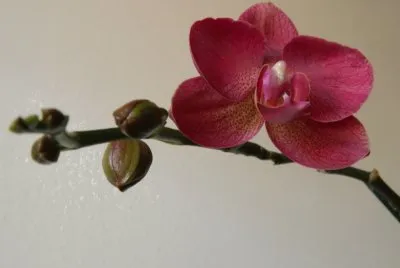orquidea 2