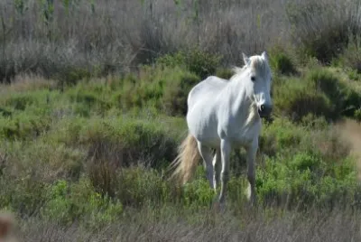 Wild Horse