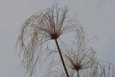 Filigran