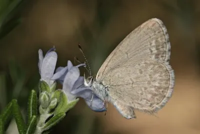 Common grass blue