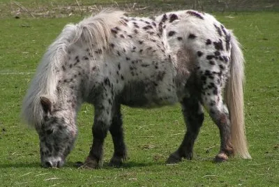 British spotted