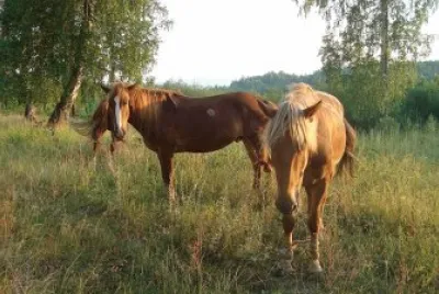 Bashkir