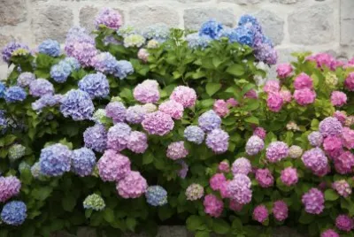 Hortensia