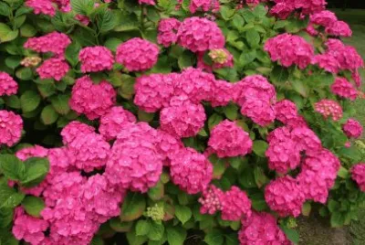 Hortensia jigsaw puzzle