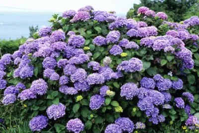 Hortensia