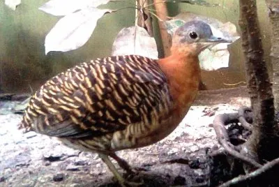 Tinamo variegato