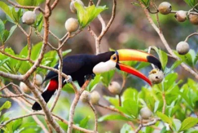 tucan comiendo