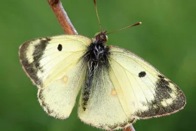 Colias
