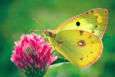 Colias hyale