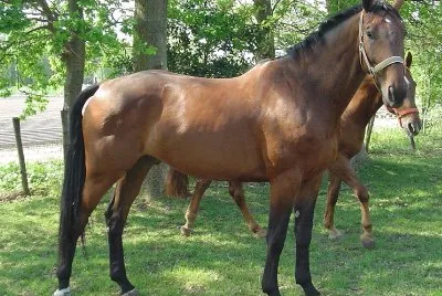 Dutch warmblood