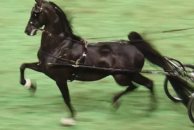 Dutch harness