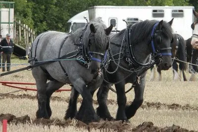 Dutch draft