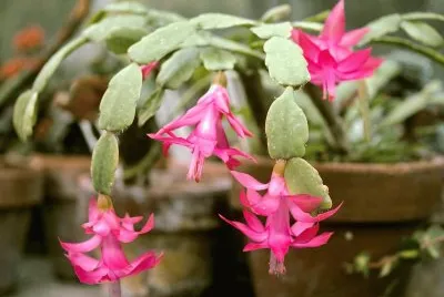 flores