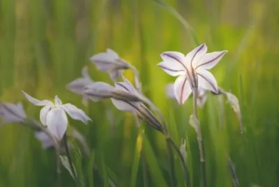 Ã‰toile du printemps jigsaw puzzle