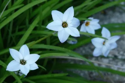 Ã‰toile du printemps
