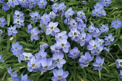 Ã‰toile du printemps