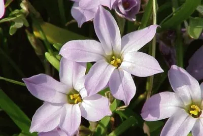 Ã‰toile du printemps