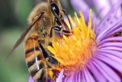 Abeja 3