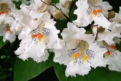 flores