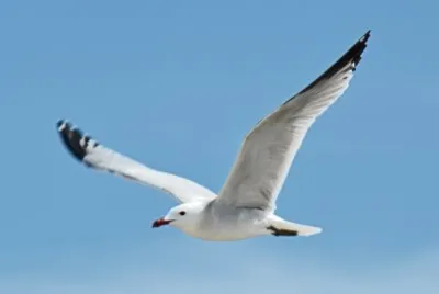 MÃ¶wenflug