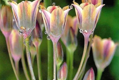 flores