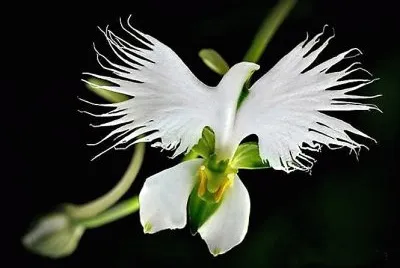 flores