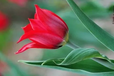 flores