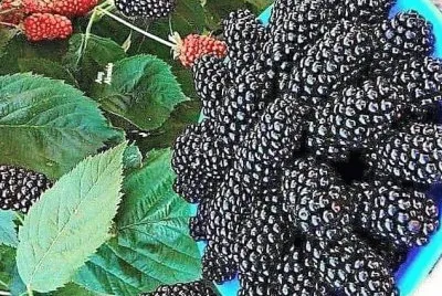 frutas