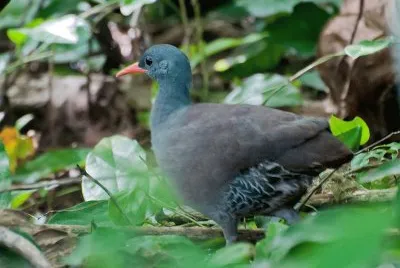 Tinamo tatapua