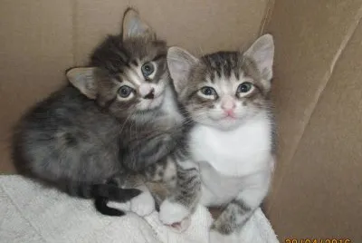 Gatitos hermosos