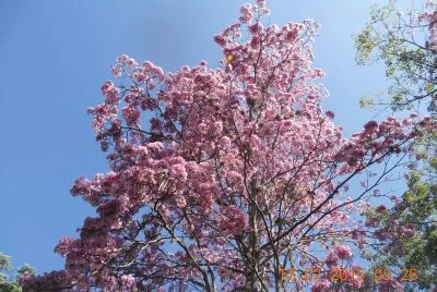 Ocobo rosado
