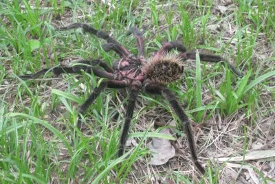 ARAÃ‘A