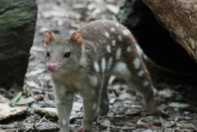 Marsupiale maculato