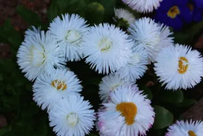 paquerettes