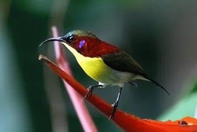 Nettarina di palawan
