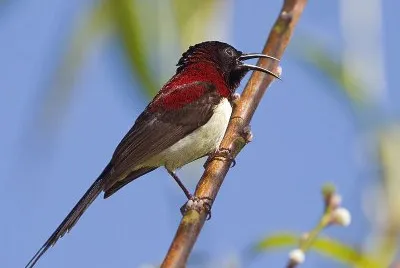 Nettarina golanera