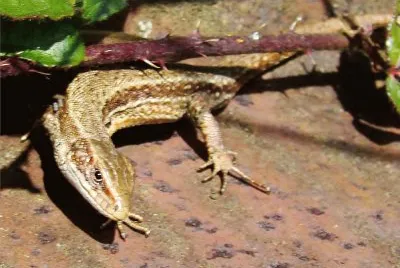 le lÃ©zard vivipare