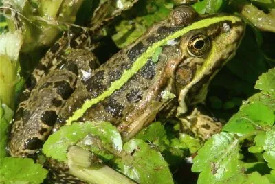 la grenouille verte