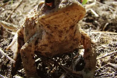 le crapaud commun jigsaw puzzle