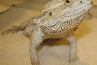 Pogona vitticeps