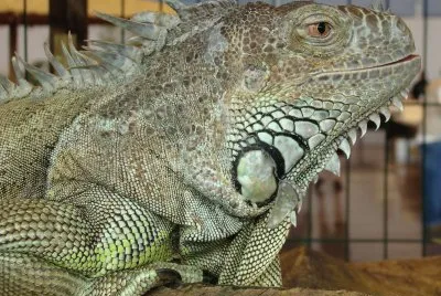l 'iguane vert
