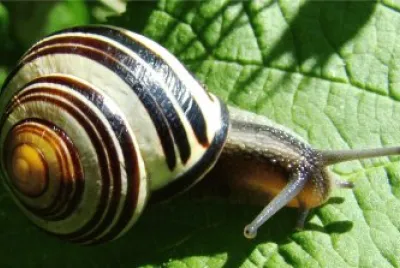 escargot