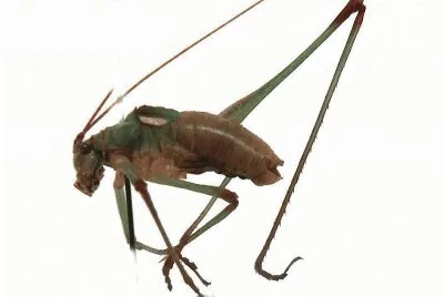 פאזל של Atasacris brevipennis