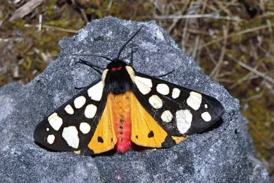 Epicallia villica