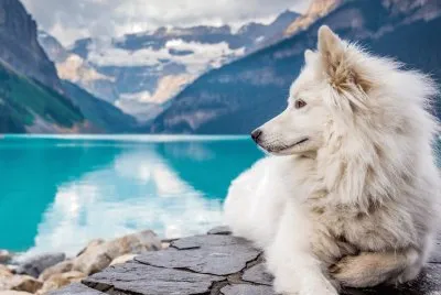 wolf white