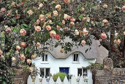flores