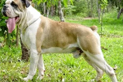 Buldogue campeiro